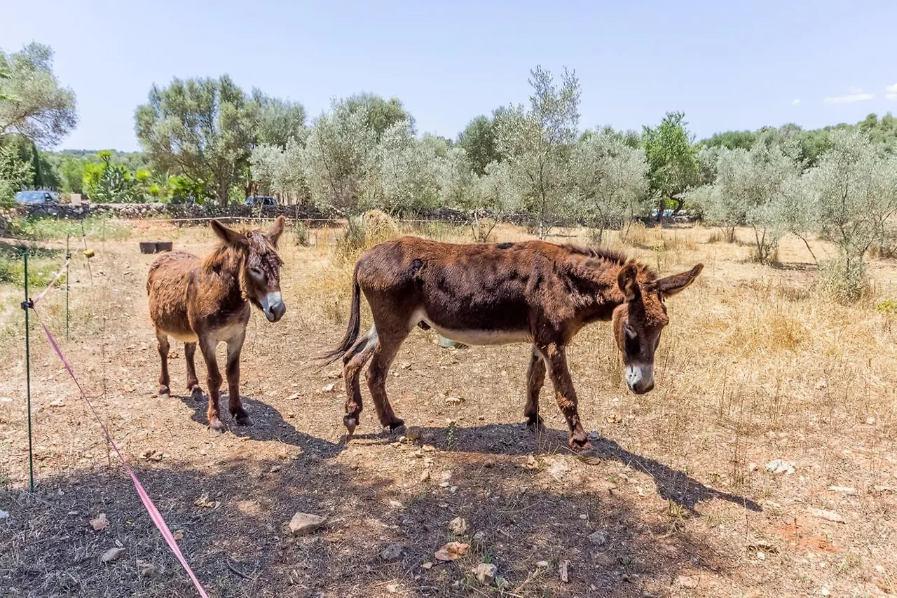 Can Pina - Eco Groc - (Adults Only) Costitx  0*, Costitx (Mallorca) Spain